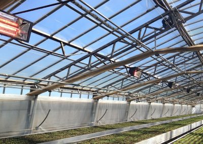 Heliosa Titan infrared heaters installed in a greenhouse